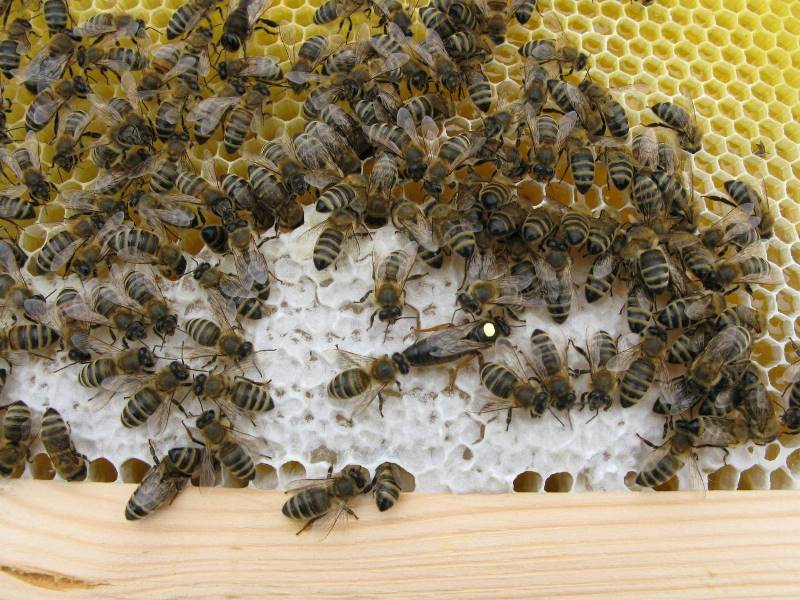 Karpater av bier: egenskaper ved innholdet