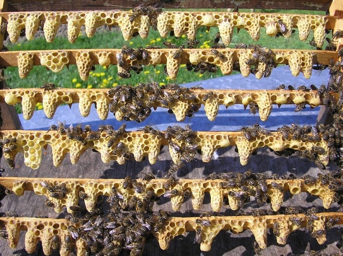 Karpaterna av bin: egenskaper hos innehållet