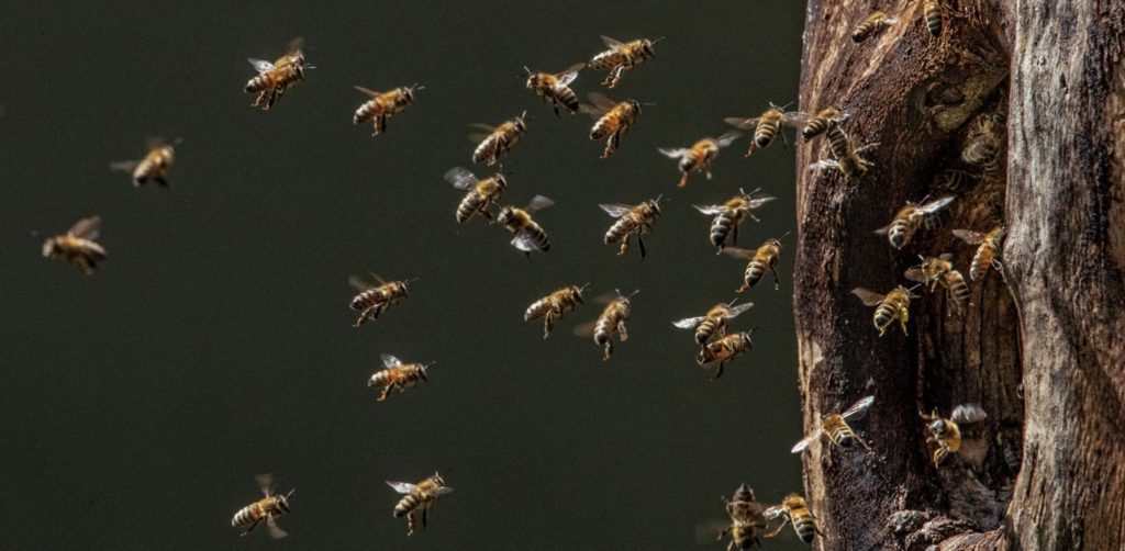 Lợi ích của con ong là gì?