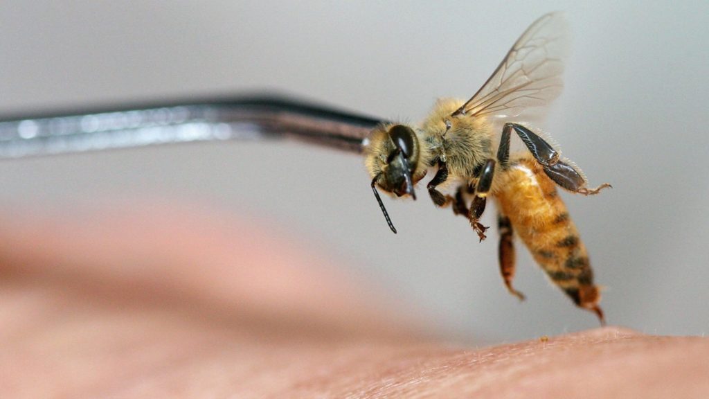 Care sunt beneficiile albinelor?