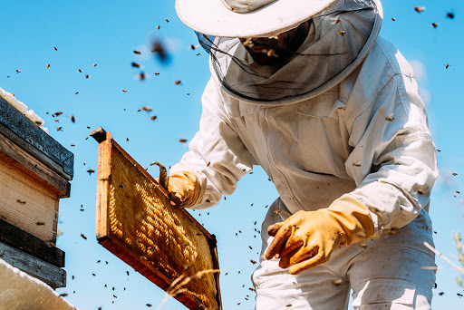 Mitä hyötyä mehiläisistä on?