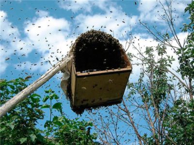 Τα πάντα για τις άγριες μέλισσες