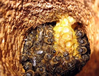 Kaikki luonnonvaraisista mehiläisistä