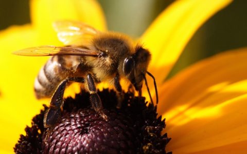 Totul despre albinele sălbatice