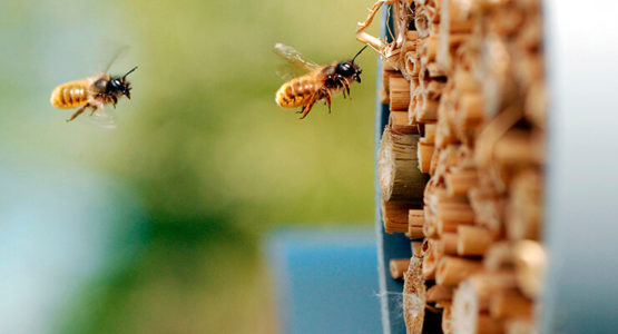 Τα πάντα για τις άγριες μέλισσες