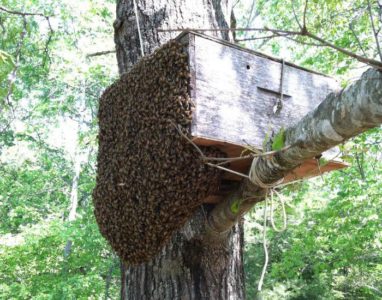 Todo sobre las abejas salvajes