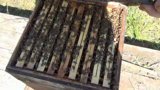 Čo sú to včelie plášte a ako ich vyrobiť?