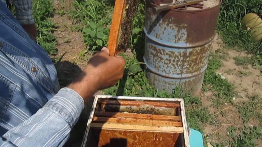 Apakah tanjung lebah dan cara membuatnya?