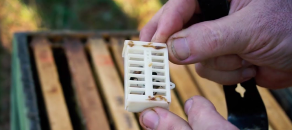 ¿Qué son las capas de abejas y cómo hacerlas?