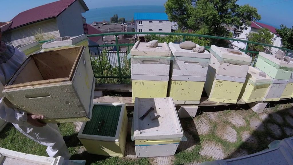 Συσκευασίες μελισσών: τι είναι, πώς σχηματίζονται και περιέχονται