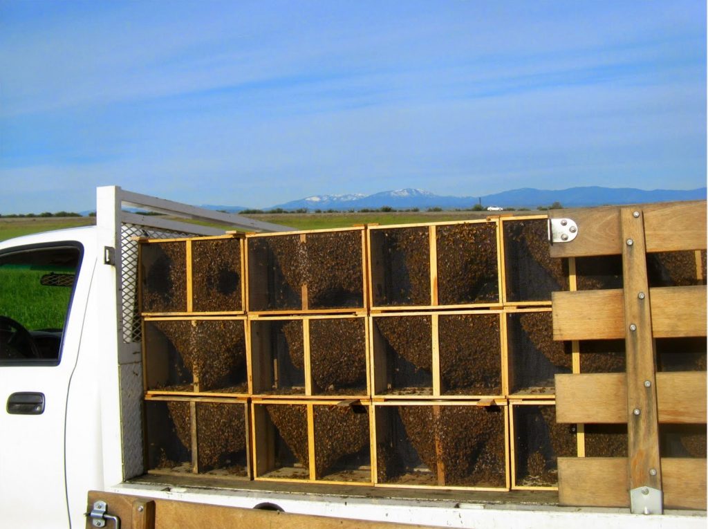 Paquetes de abejas: qué es, cómo se forman y contienen