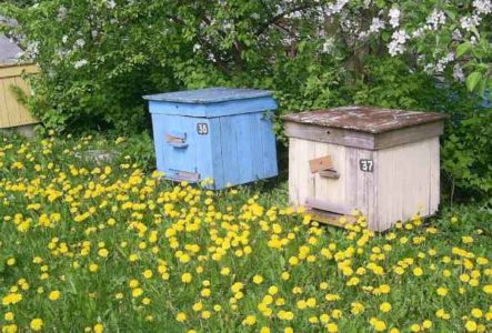 hely egy méhészetnek