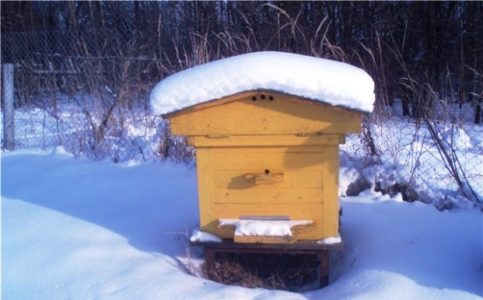 χειμερινή μέλισσα