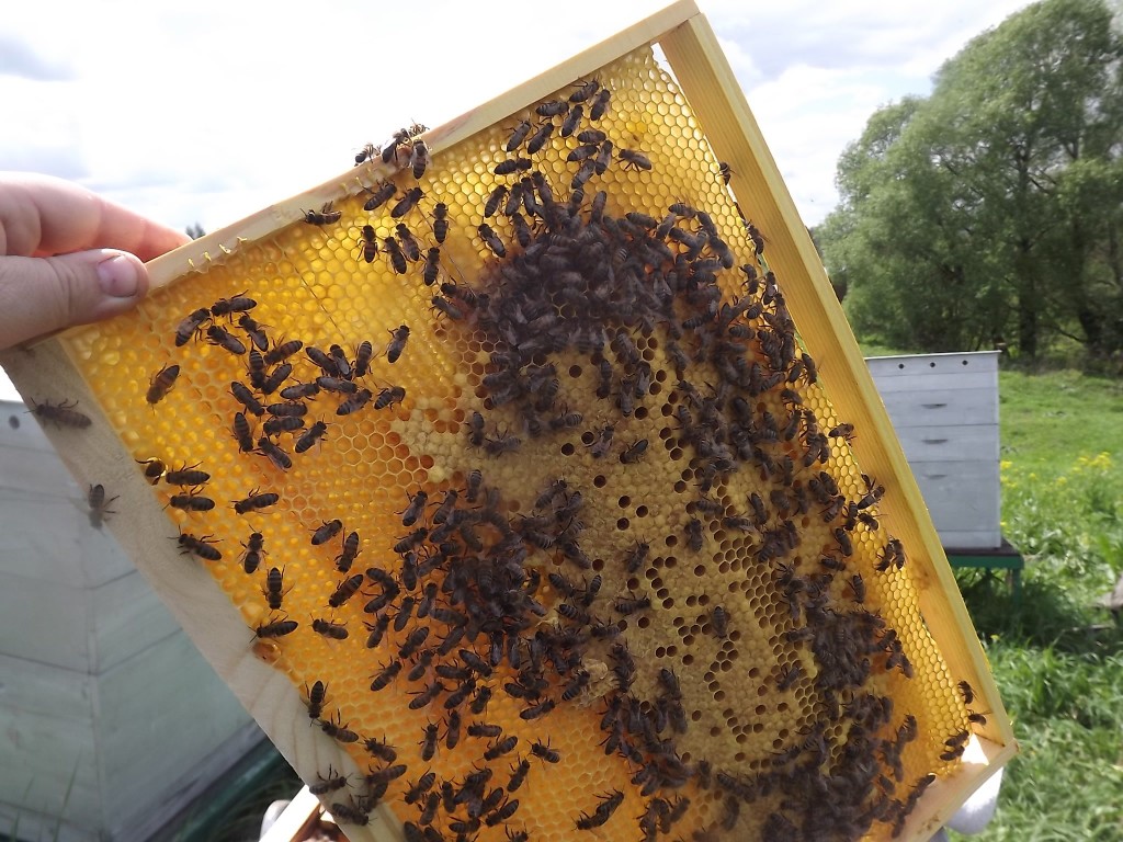 Samler honning i bigården din