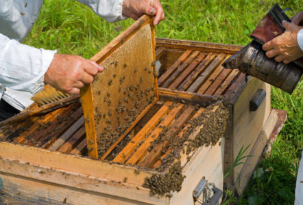 A méhek megfelelő gondozása tavasszal.