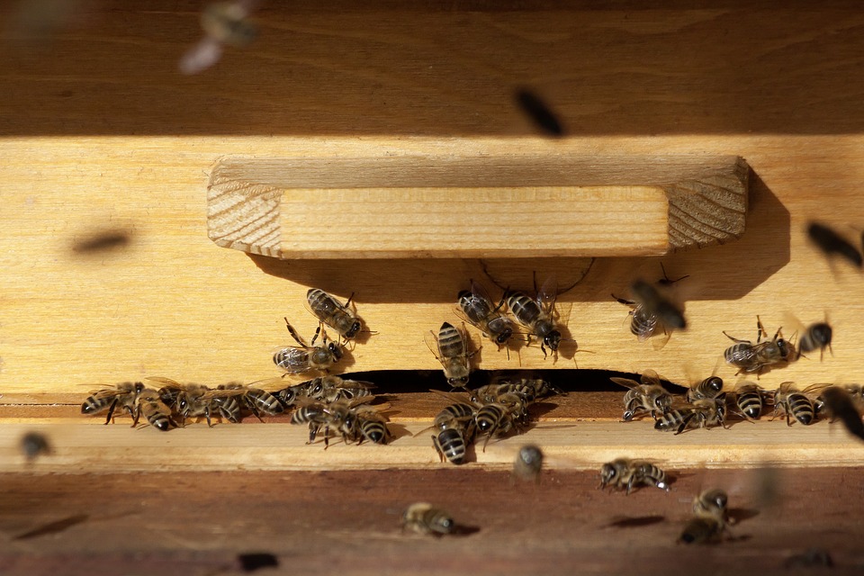 začínající včelař