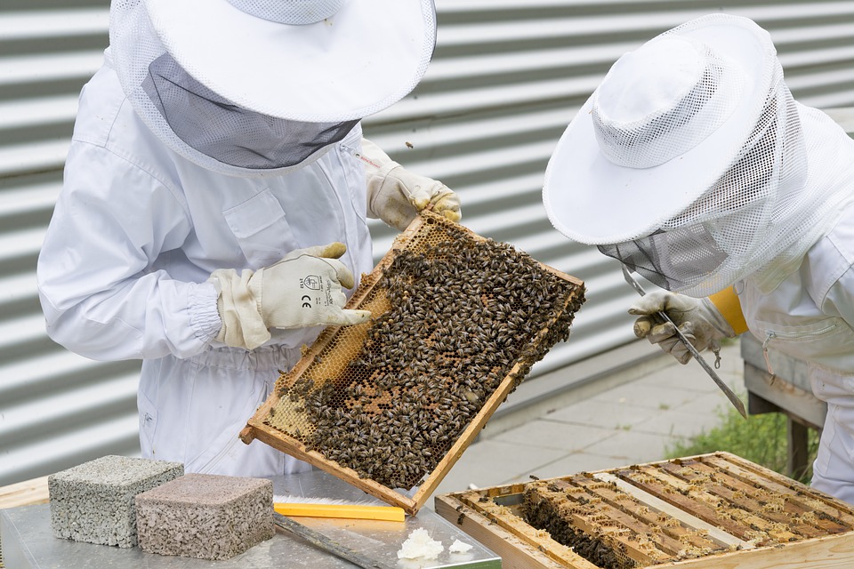 penternak lebah berpengalaman