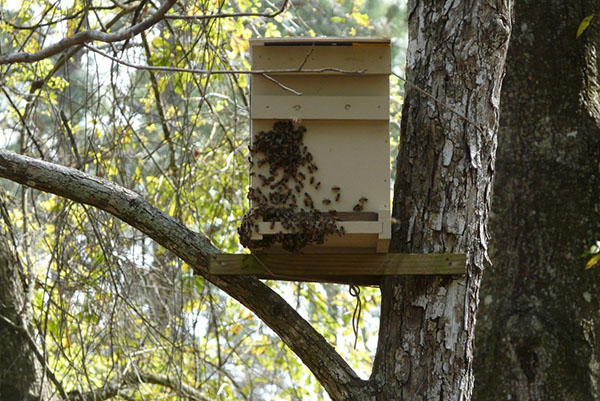 Τοποθέτηση παγίδων μελισσών