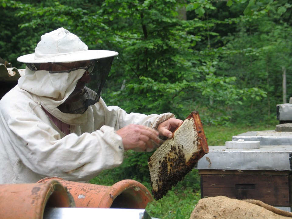 Calendar de lucru al apicultorului lunar