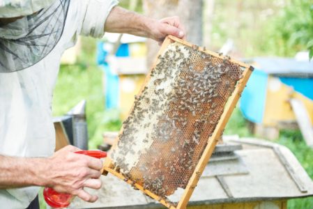 Calendario de trabajo del apicultor por mes