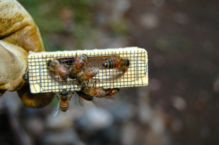 Calendario de trabajo del apicultor por mes
