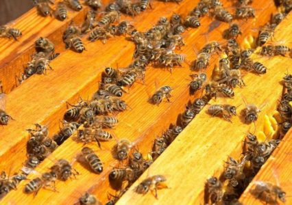 Kalendar kerja penternak lebah mengikut bulan