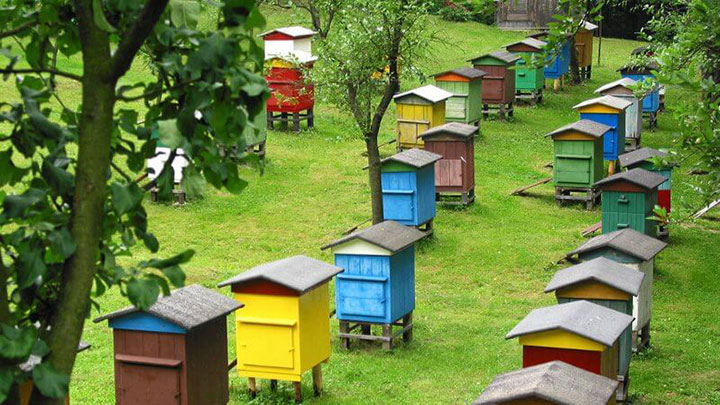 Mehiläisten kasvattaminen mehiläistarhassa kotona.