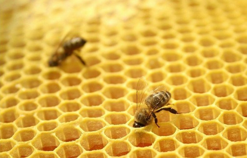 Ternakan lebah dengan kaedah Cebro