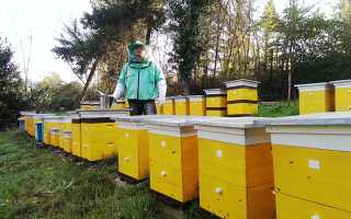 Prețuri pentru achiziționarea unei familii de albine