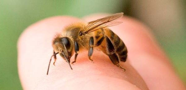 picaduras de abejas