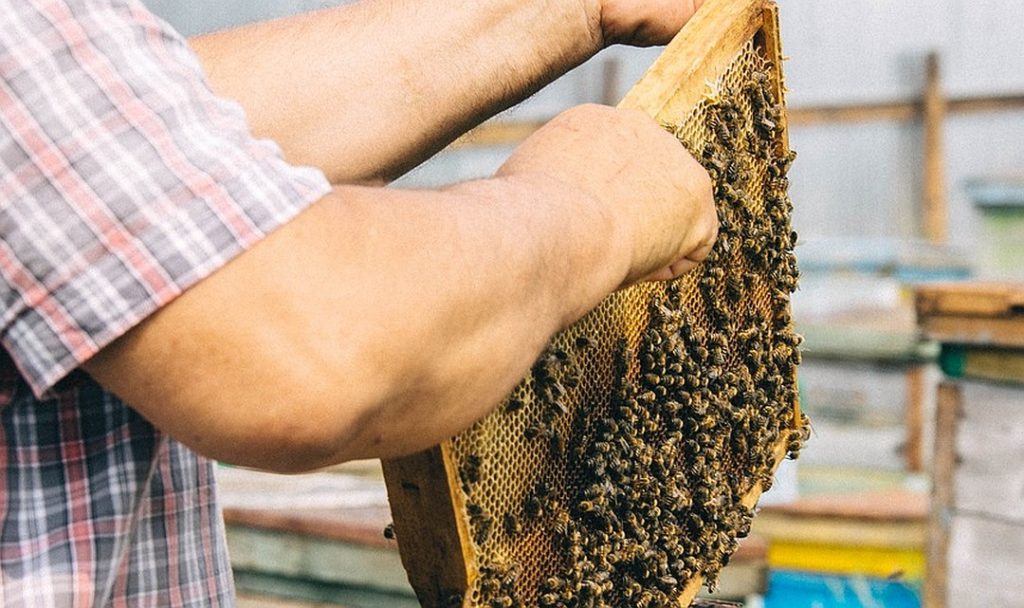 Liittovaltion laki "mehiläishoidosta"