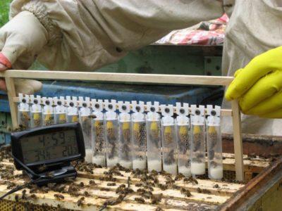 Formas de retirar las abejas reinas