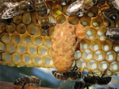 Formas de retirar las abejas reinas