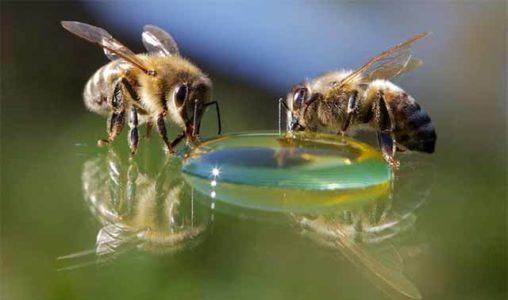 Sirope de abeja: desde la preparación hasta el servicio