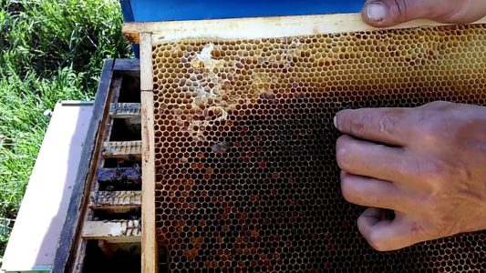 Enjambre de abejas: principales causas y como evitarlo