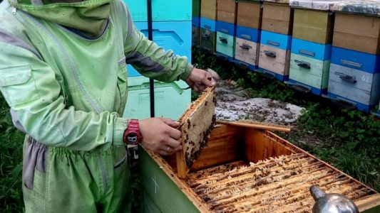 Enjambre de abejas: principales causas y como evitarlo