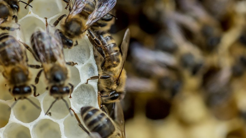 Nuôi ong công nghiệp: đặc điểm