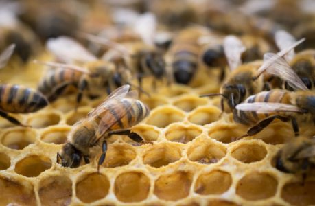 Cho ong ăn đúng cách vào mùa đông.