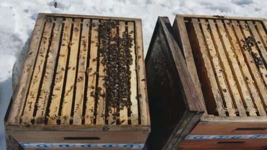 ¿Cuándo sacar abejas de la casa de invierno?