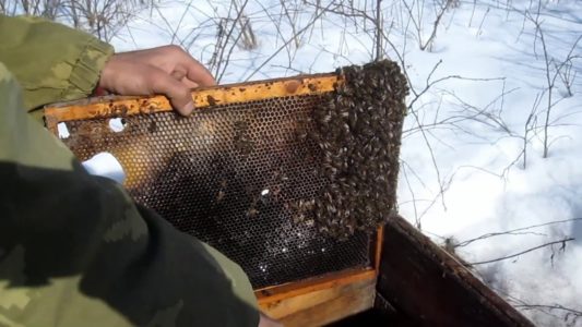 När ska man ta ut bin från vinterhuset?