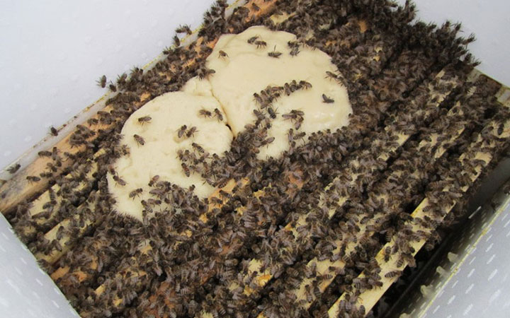 A méhek nagyon szeretik a kandyt