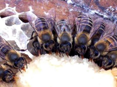 makeisia mehiläisille