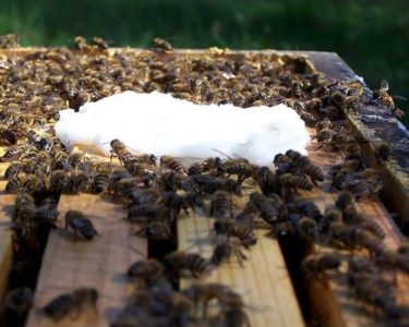 οι μέλισσες τρώνε
