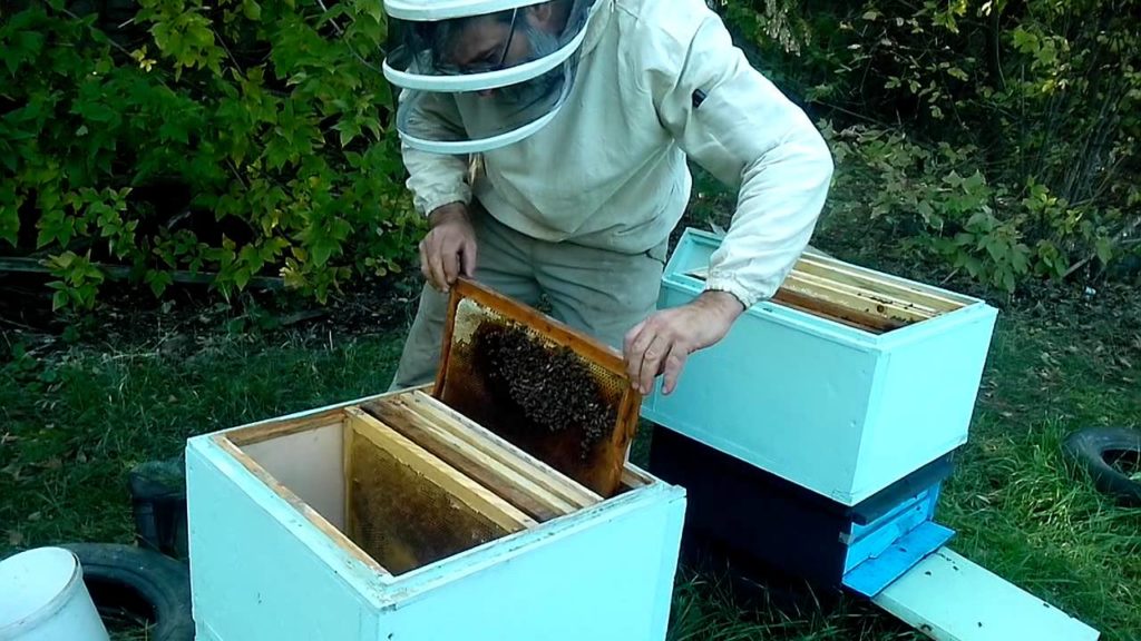 Hur kan man påskynda utvecklingen av bin på våren?