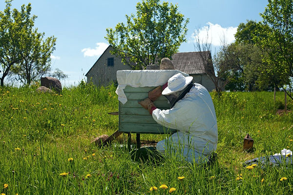 Hvordan akselerere utviklingen av bier om våren?