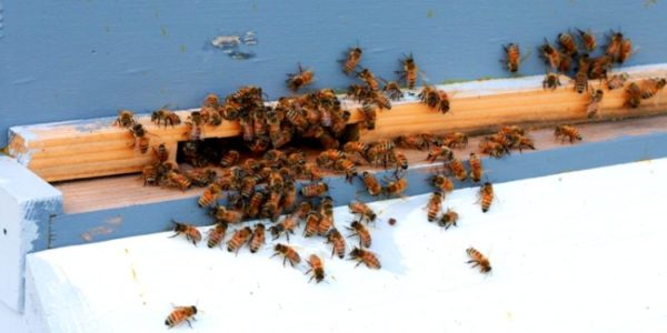 vuelo de abeja