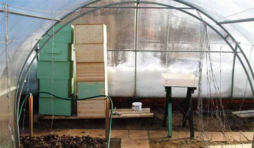 včely ve skleníku