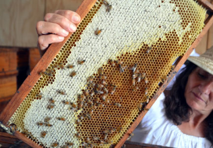 lợi ích mật ong