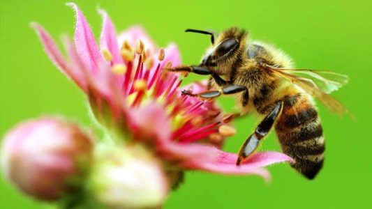 Jak se zbavit včel svého souseda