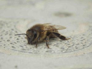 ¿Cómo invernan las abejas?